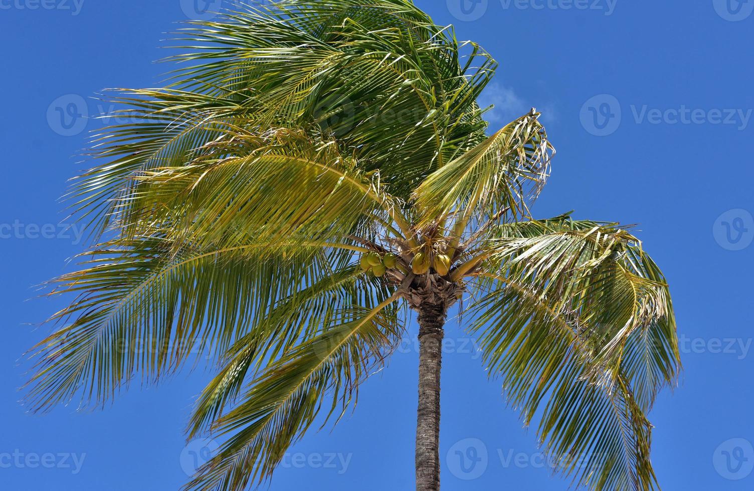 Palm Tree Blowing in the Wind with Coconuts photo
