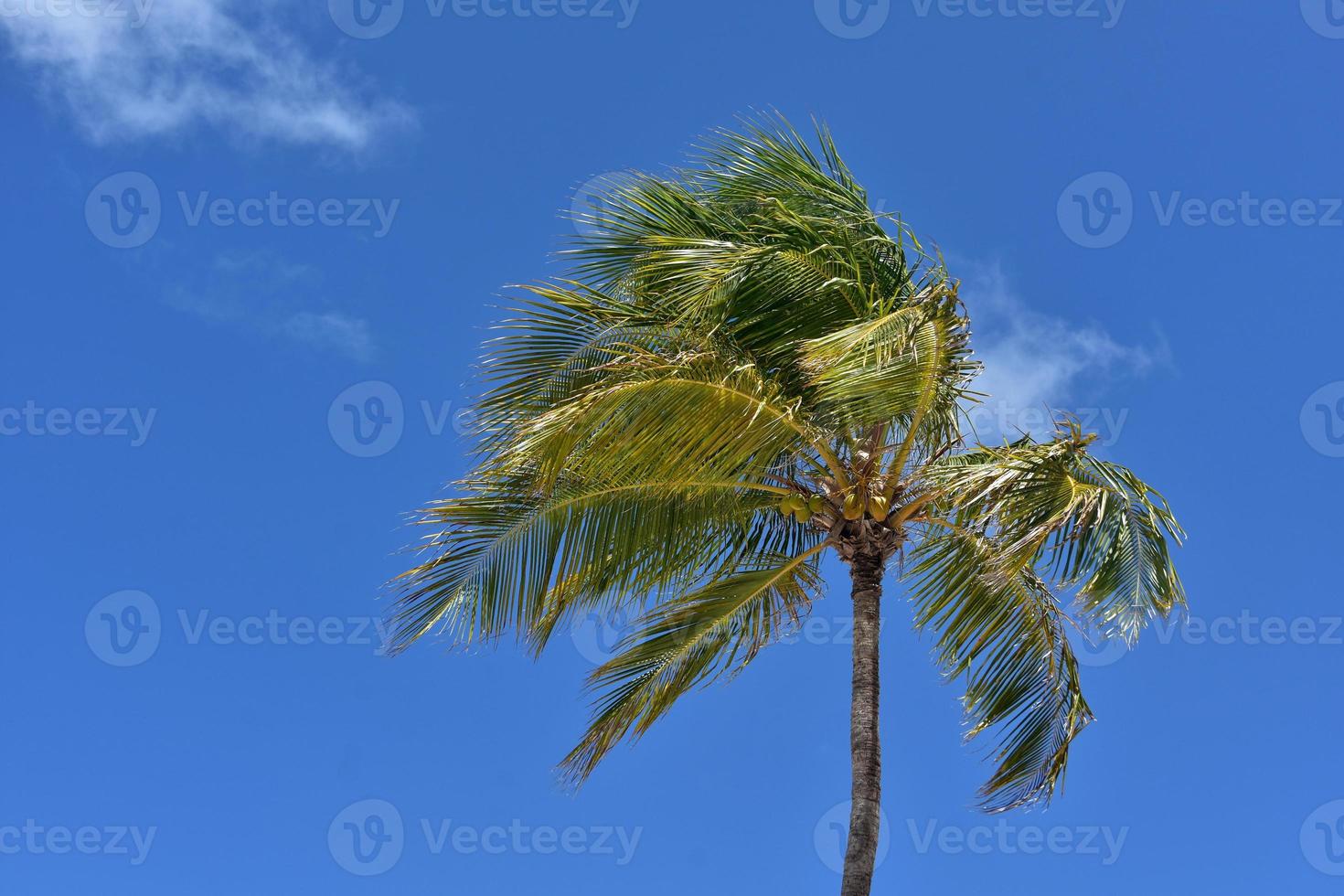 Palm Tree with Coconuts Under the Palms photo