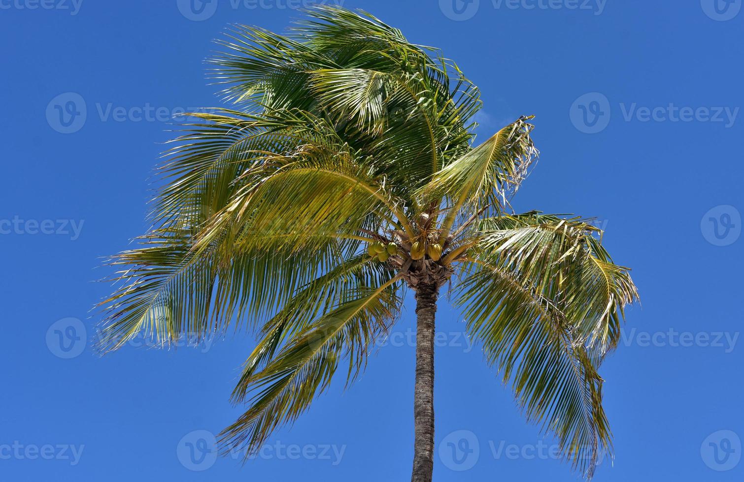Wind Blowing the Branches of a Palm photo
