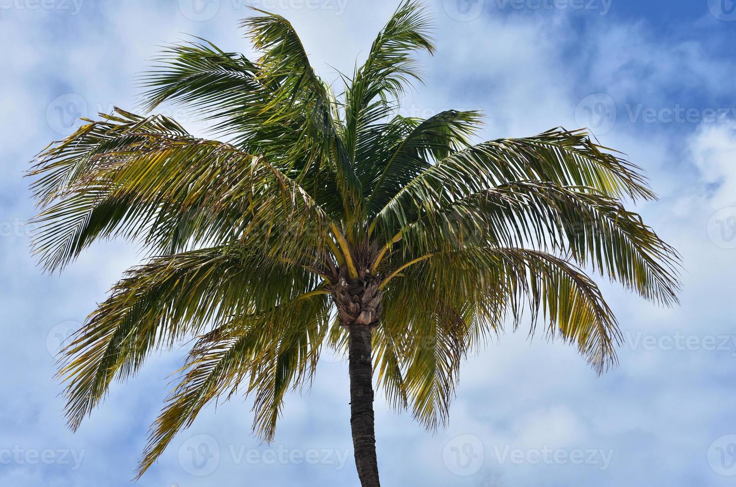 Coconut Palm Tree Against a Cloud Filled Sky photo