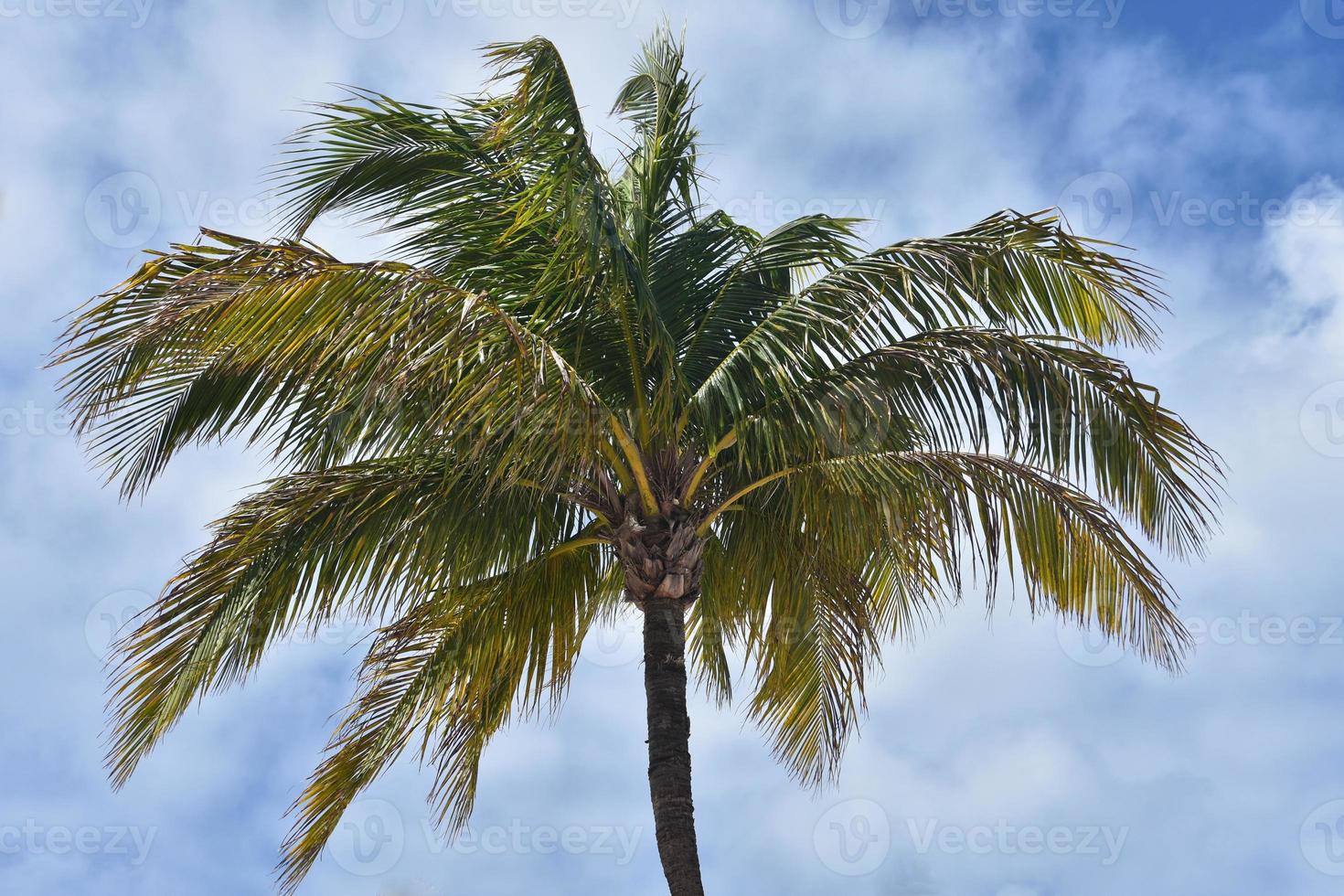 Palm Tree Against a Cloudy Sky in the Tropics photo
