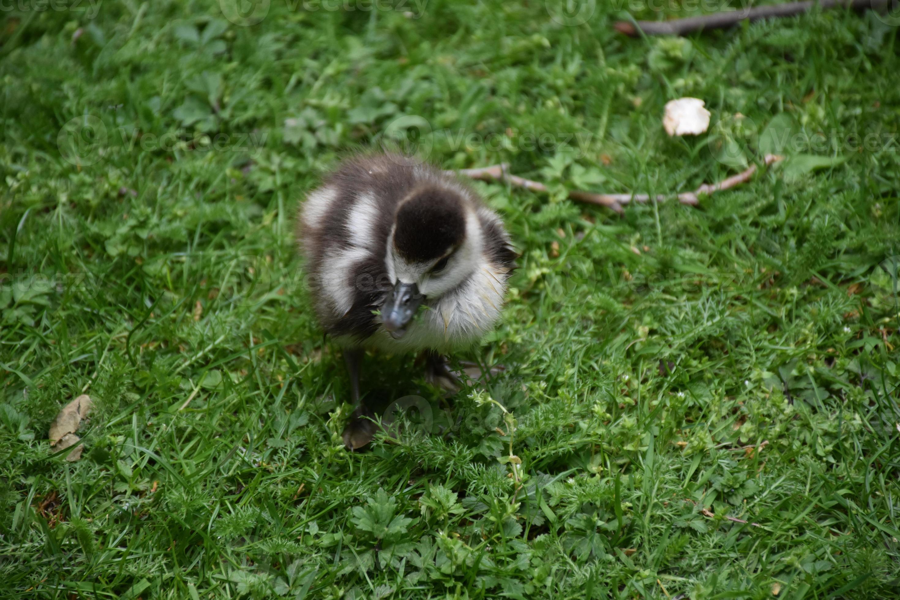 Quacking Baby Duckling Standing Near a Stick in the Grass 9594637 Stock
