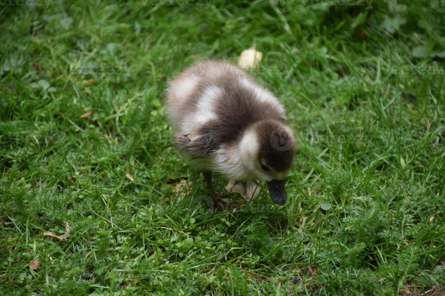 Waddling Baby Duckling Up Close and Personal photo