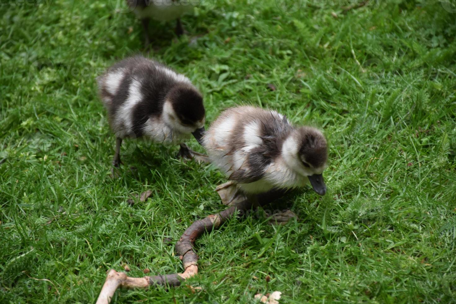 Cute Baby Ducklings Following After Each Other photo