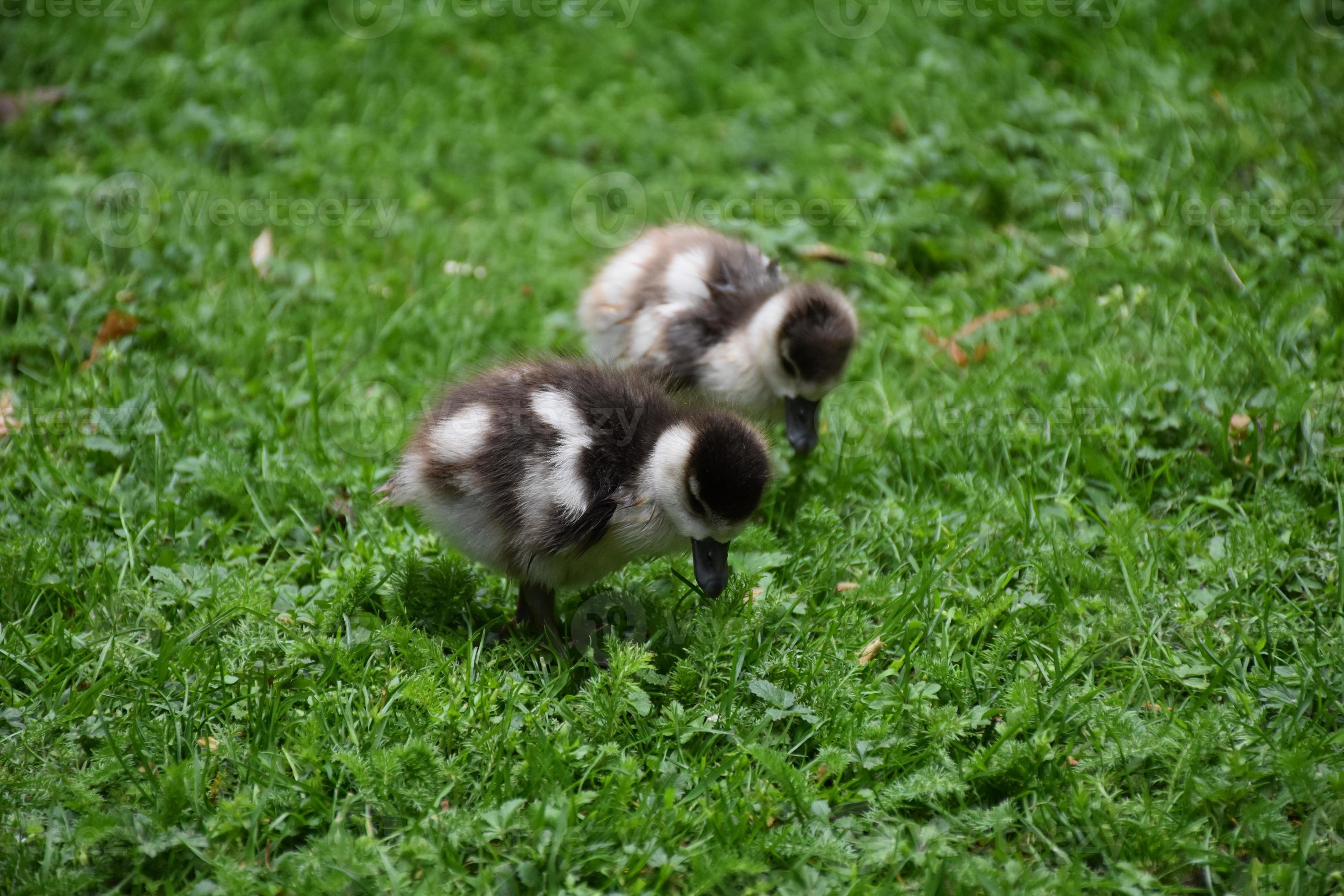 Two Baby Ducklings Looking for Food in Grass 9594645 Stock Photo at