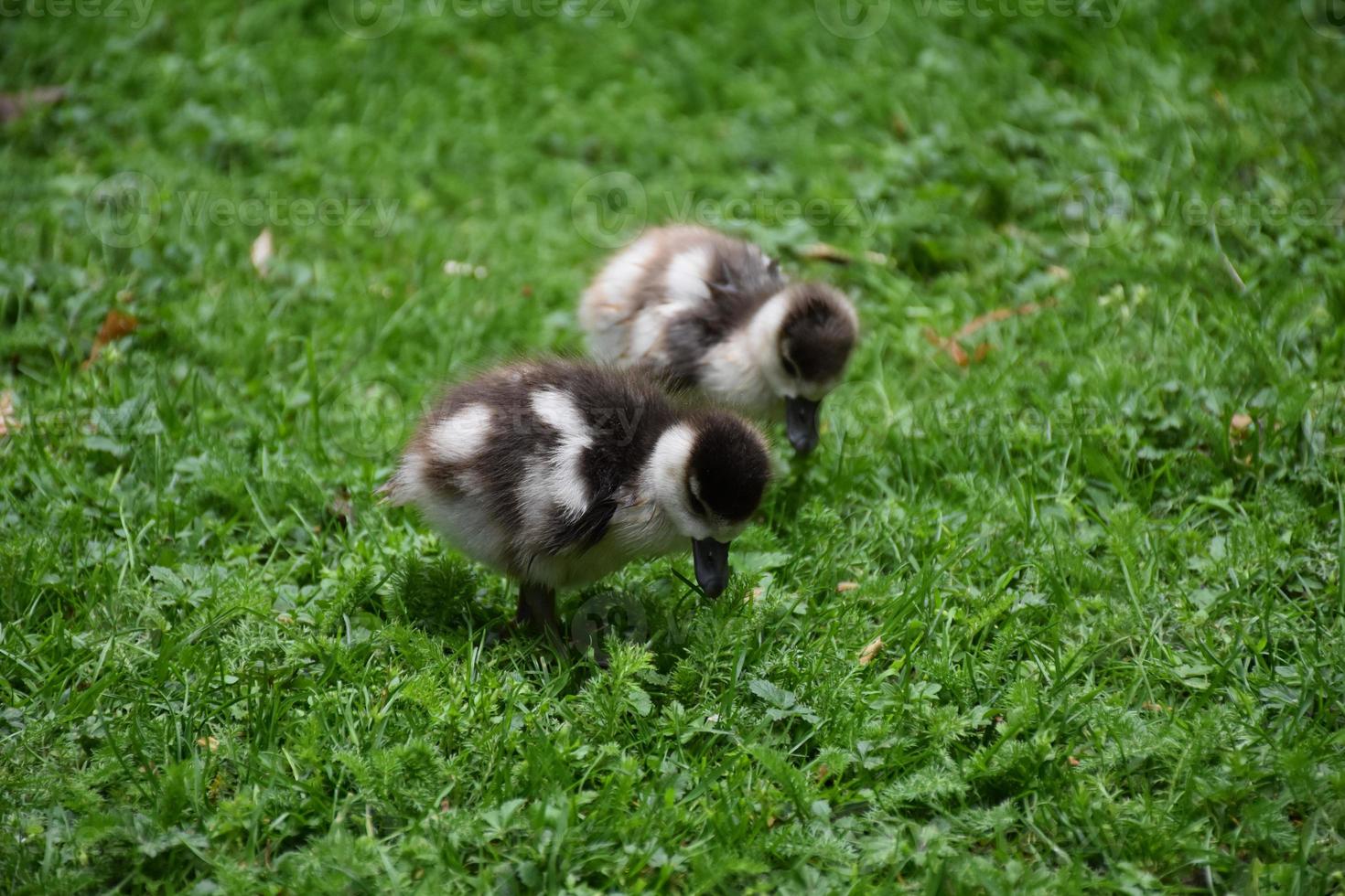 Two Baby Ducklings Looking for Food in Grass photo