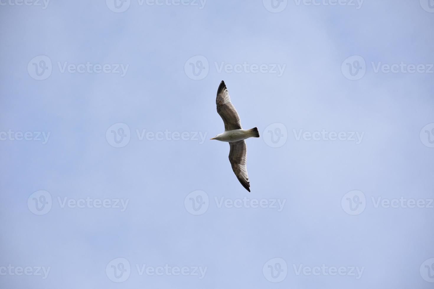 impresionante mirada a la parte inferior de la envergadura de una gaviota foto