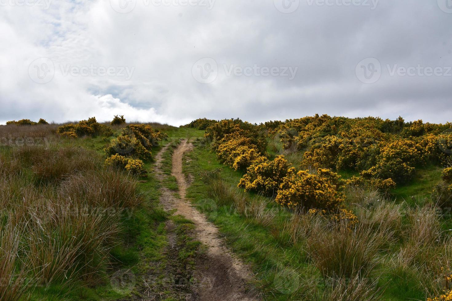 Dirt Pathway Carved Through a Field with Gorse photo