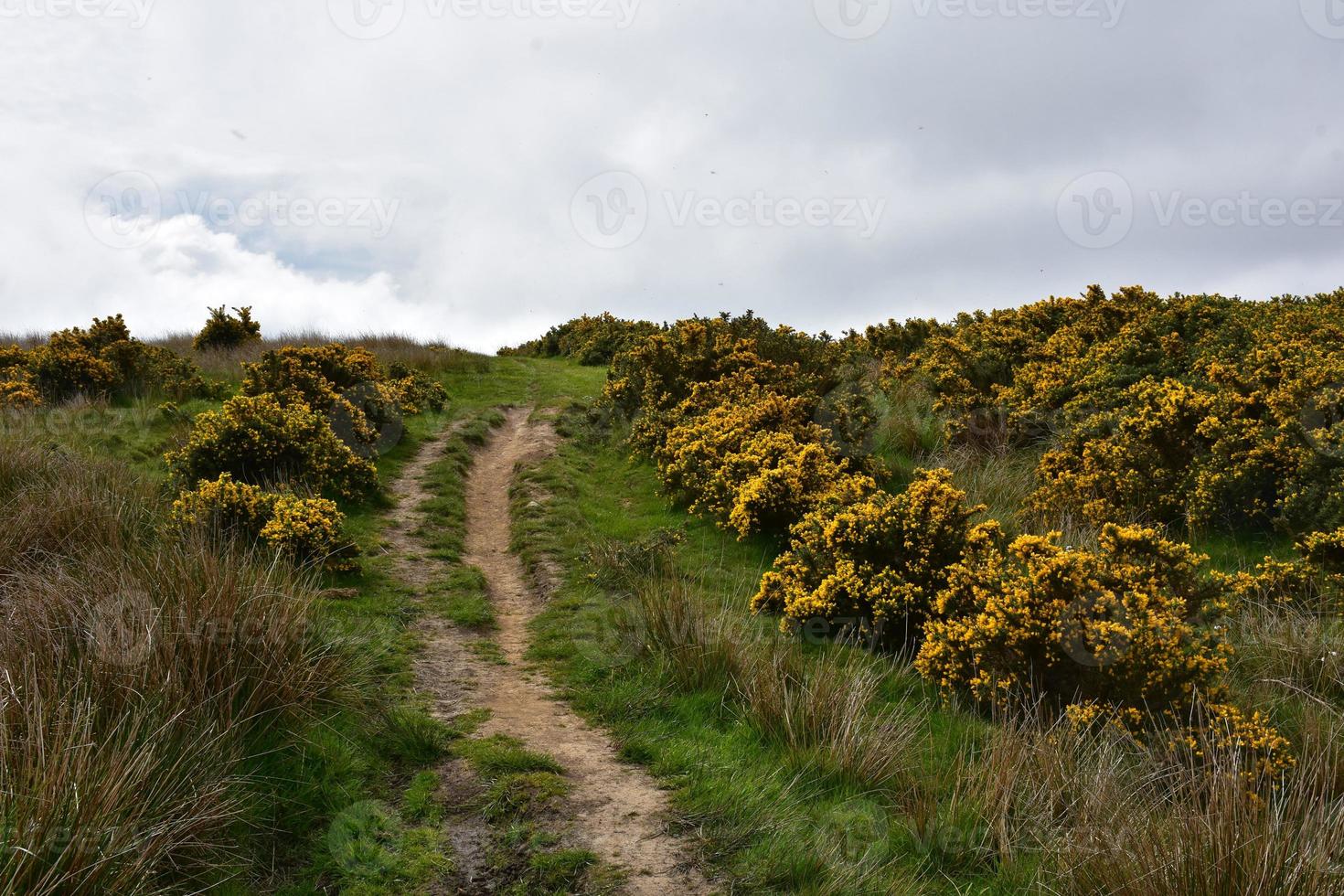 Coast To Coast Path Through Flowering Gorse Bushes photo