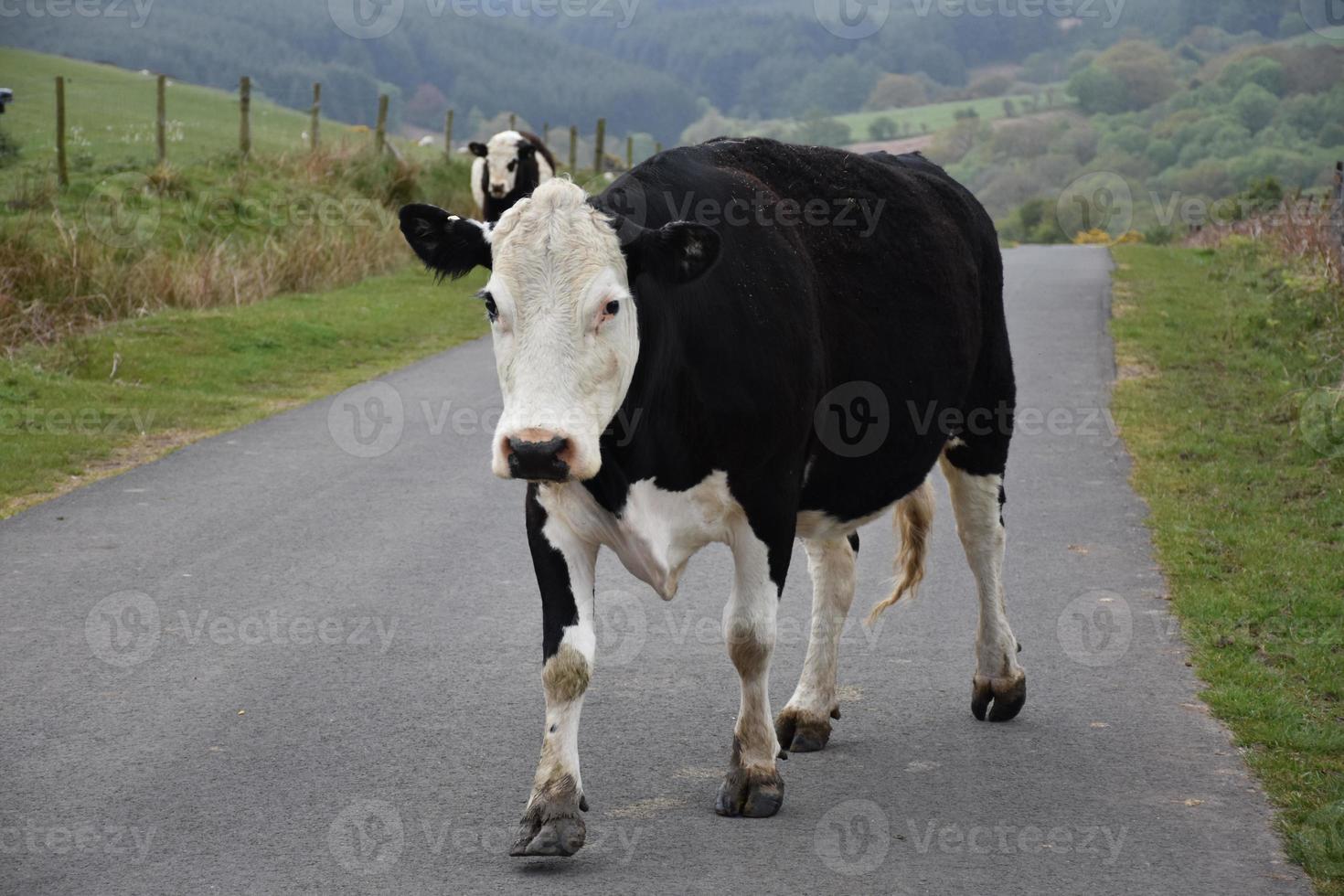 Large Cattle Moving Up a Street in Northern England photo