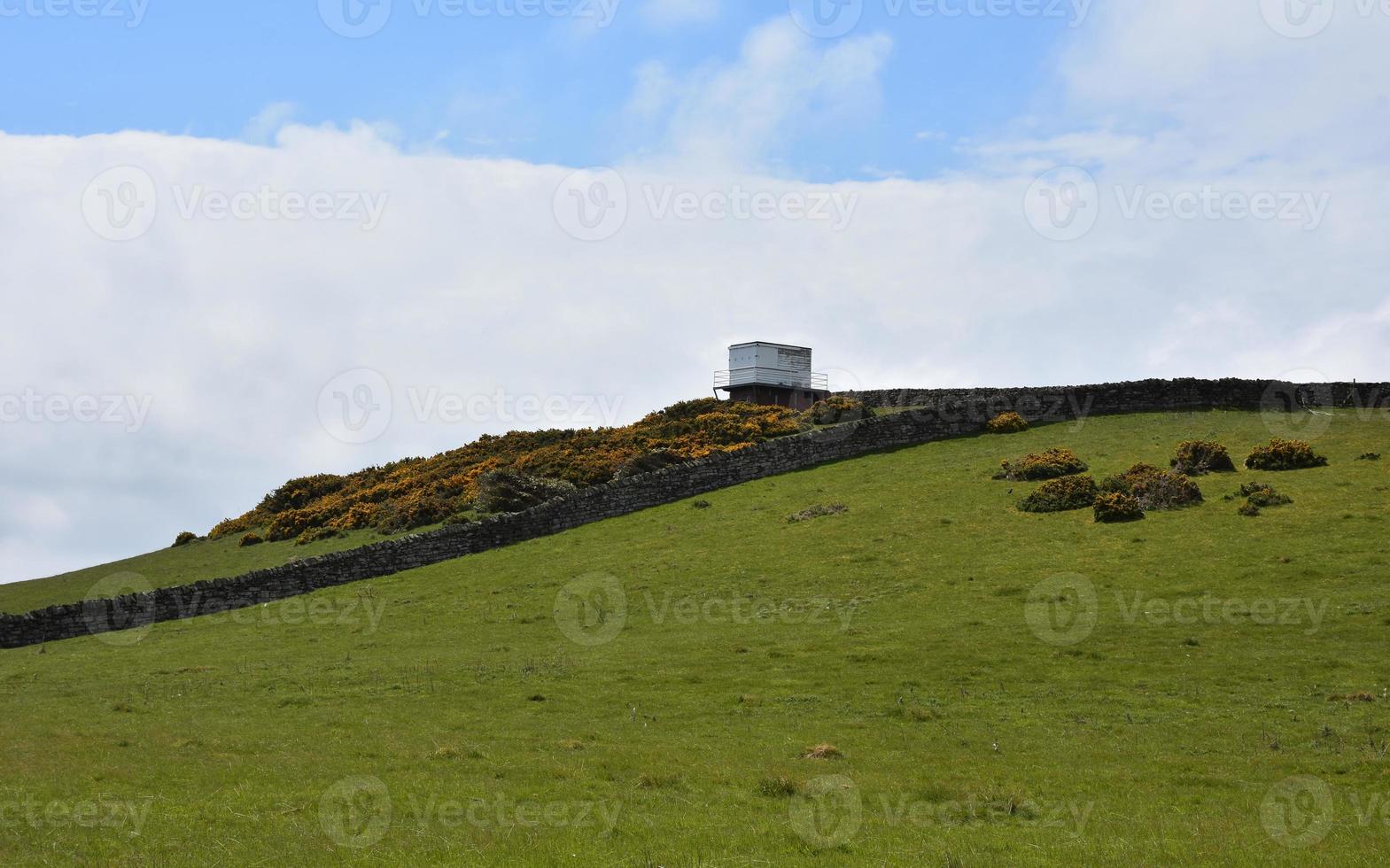 Spring Day with a Hill and Growing Gorse Bushes photo