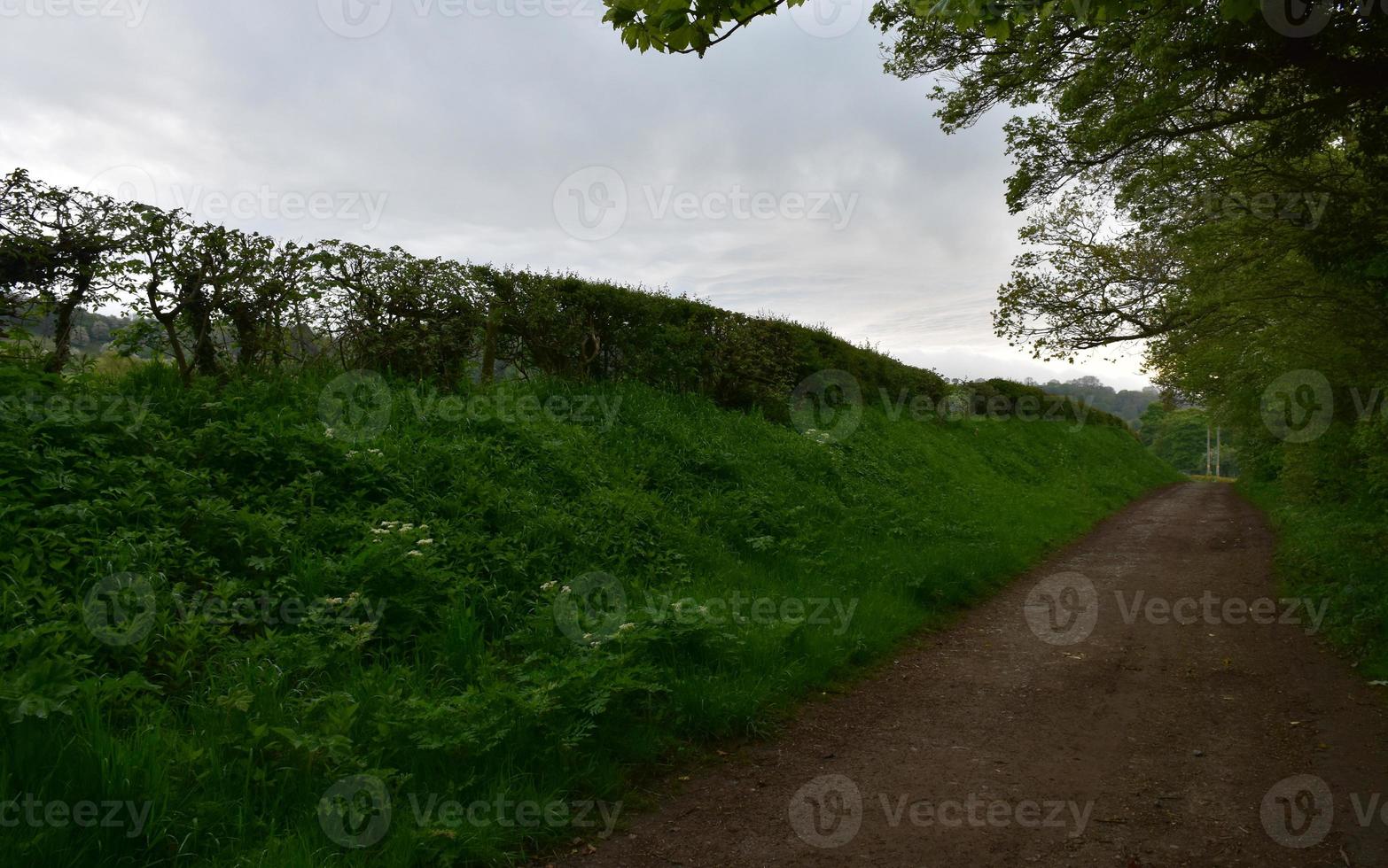 Hedges Lining A Dirt Country Pathway in England photo