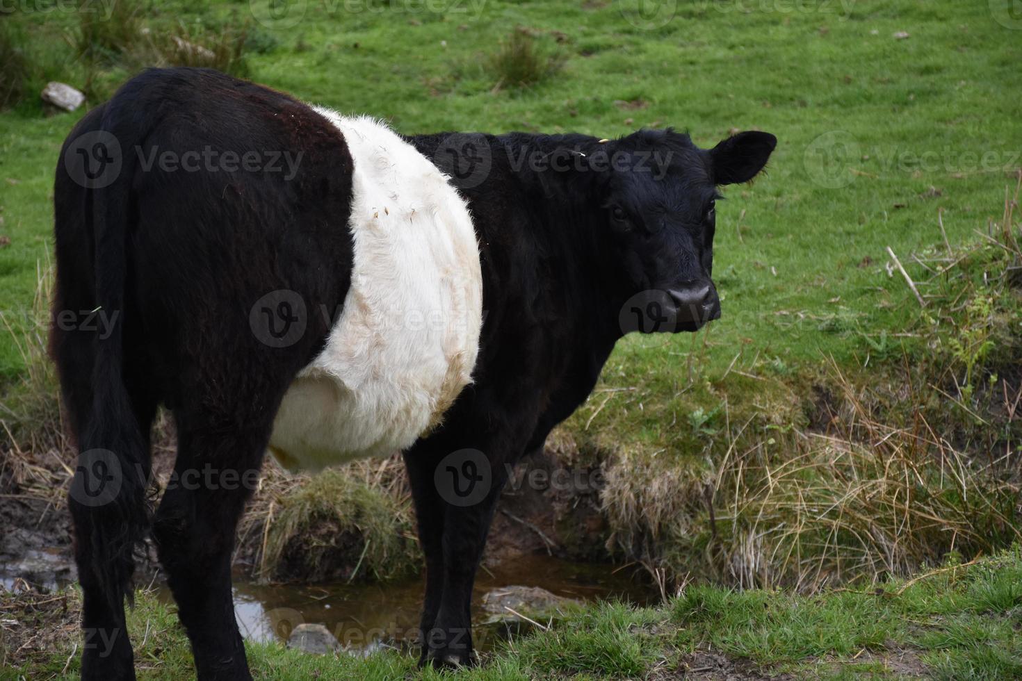 Belted Galloway Cow Down by a Wee Creek photo