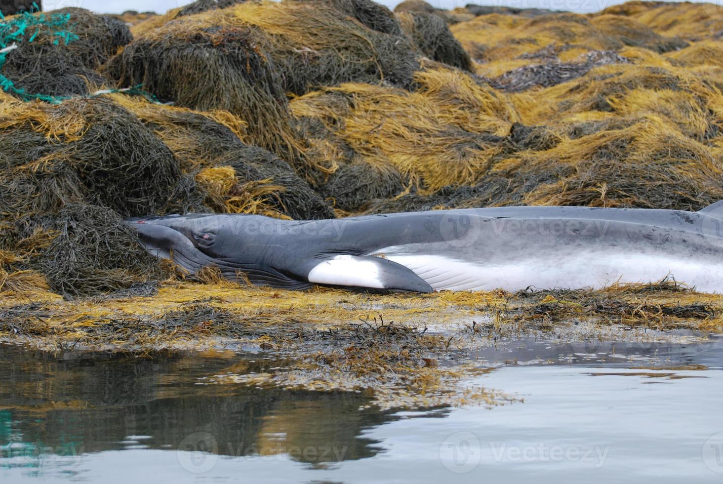 Minke Whale Deceased on Seaweed photo