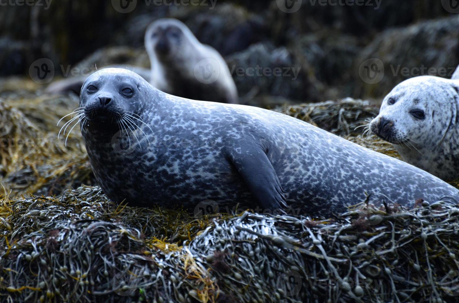 cute seal resting on seaweed on the shores of Scotland photo