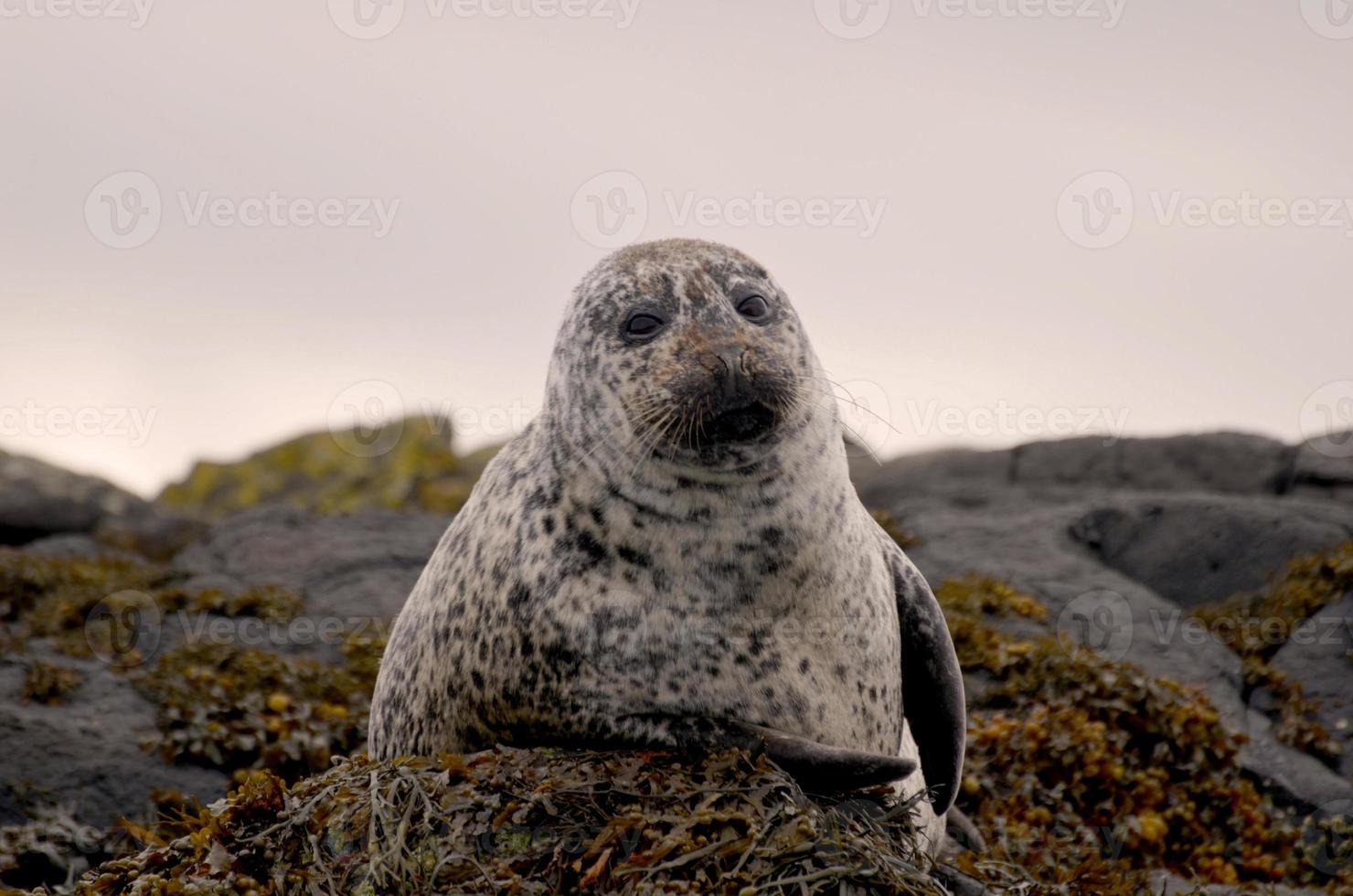 linda foca escocesa posando para la foto