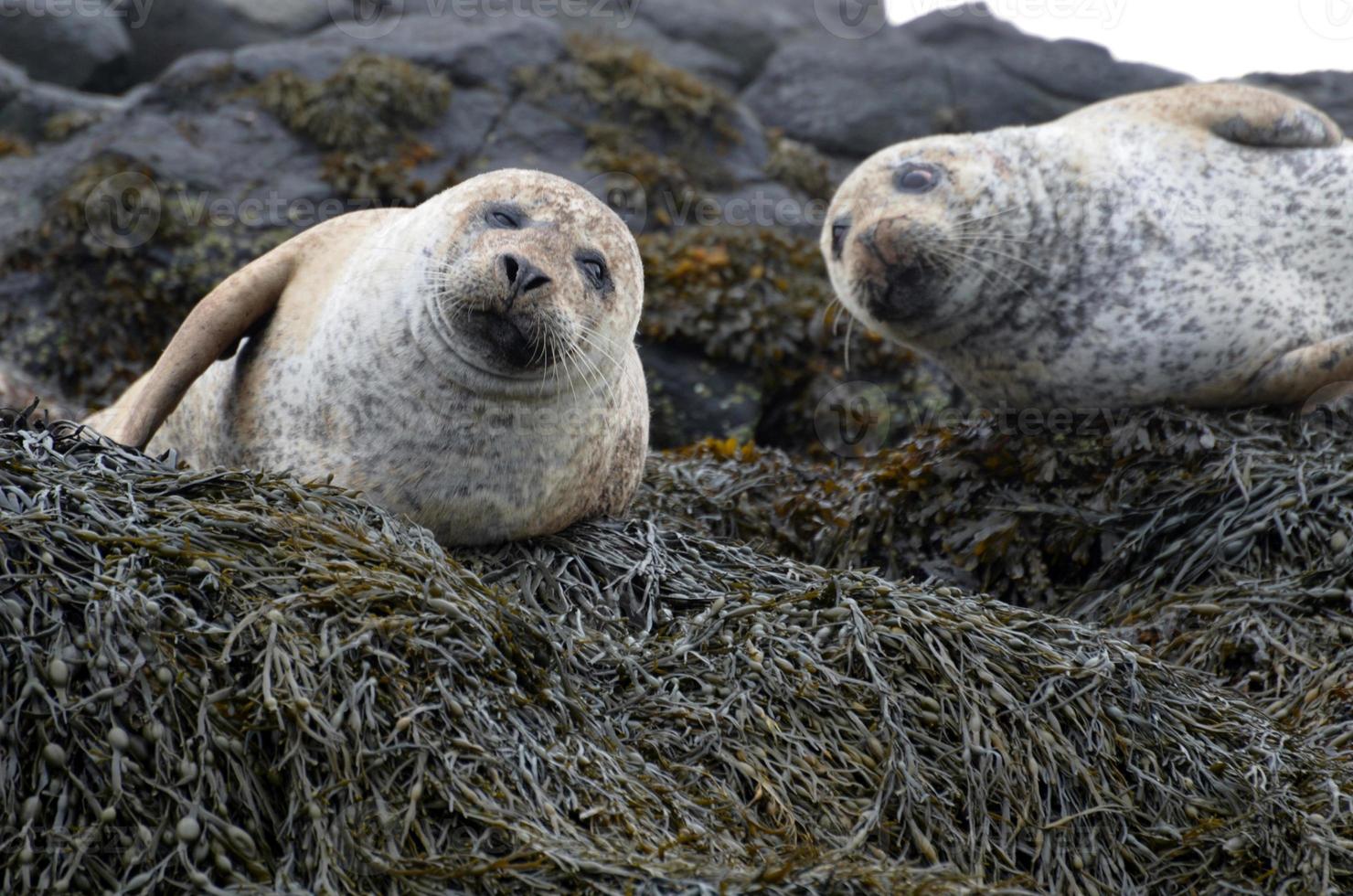 Adorable seals laying on bunches of seaweed photo