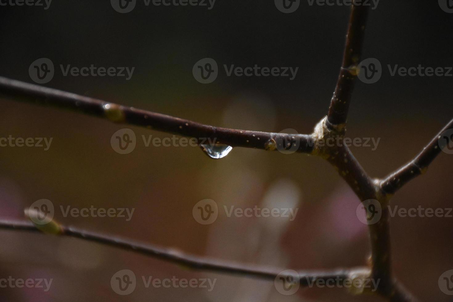 Raindrop on a Magnolia Tree Branch in the Spring photo