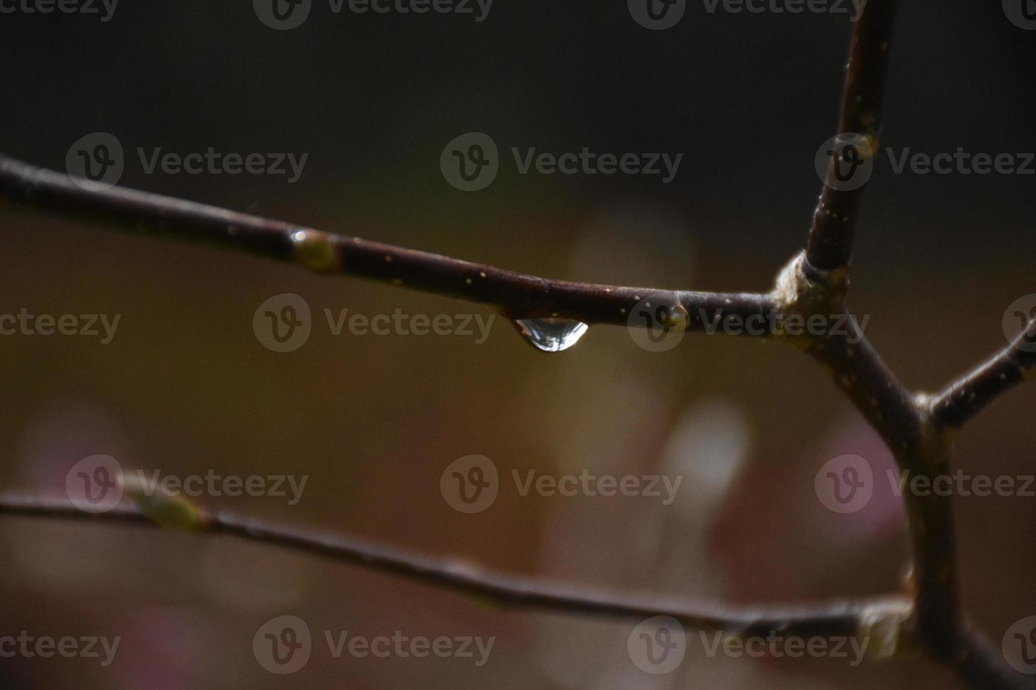 Up Close on a Raindrop on a Tree Branch photo