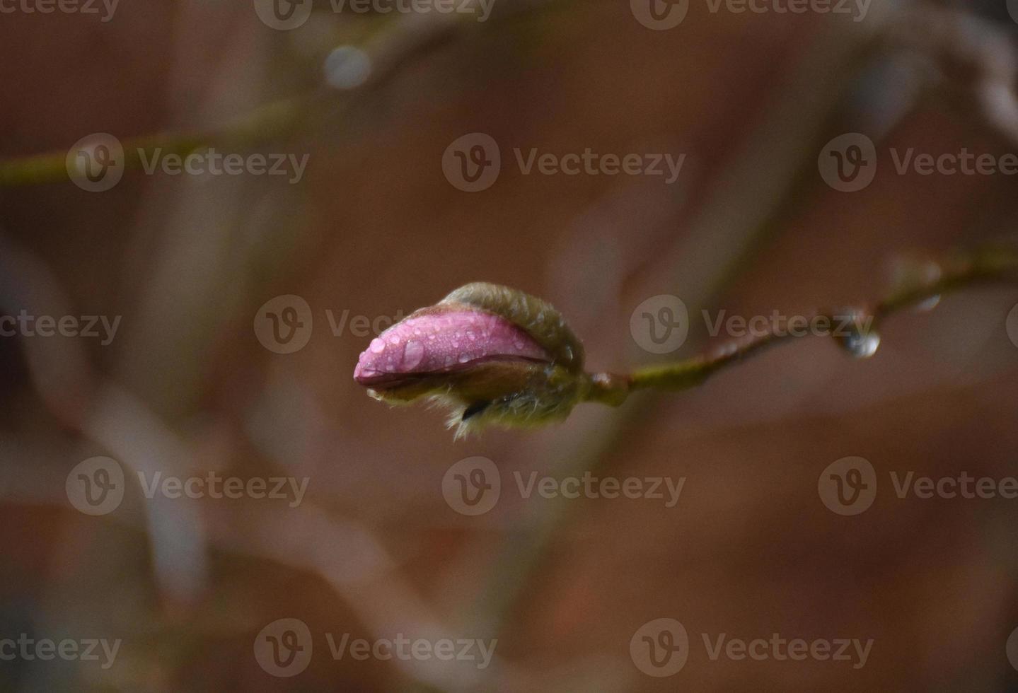 Water Droplets on a Budding Pink Magnolia Blossom photo