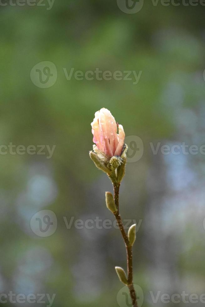Beautiful Macro of a Pink Magnolia Bud Up Close photo