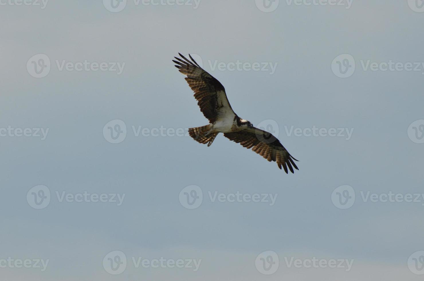 halcón marino con las alas extendidas foto