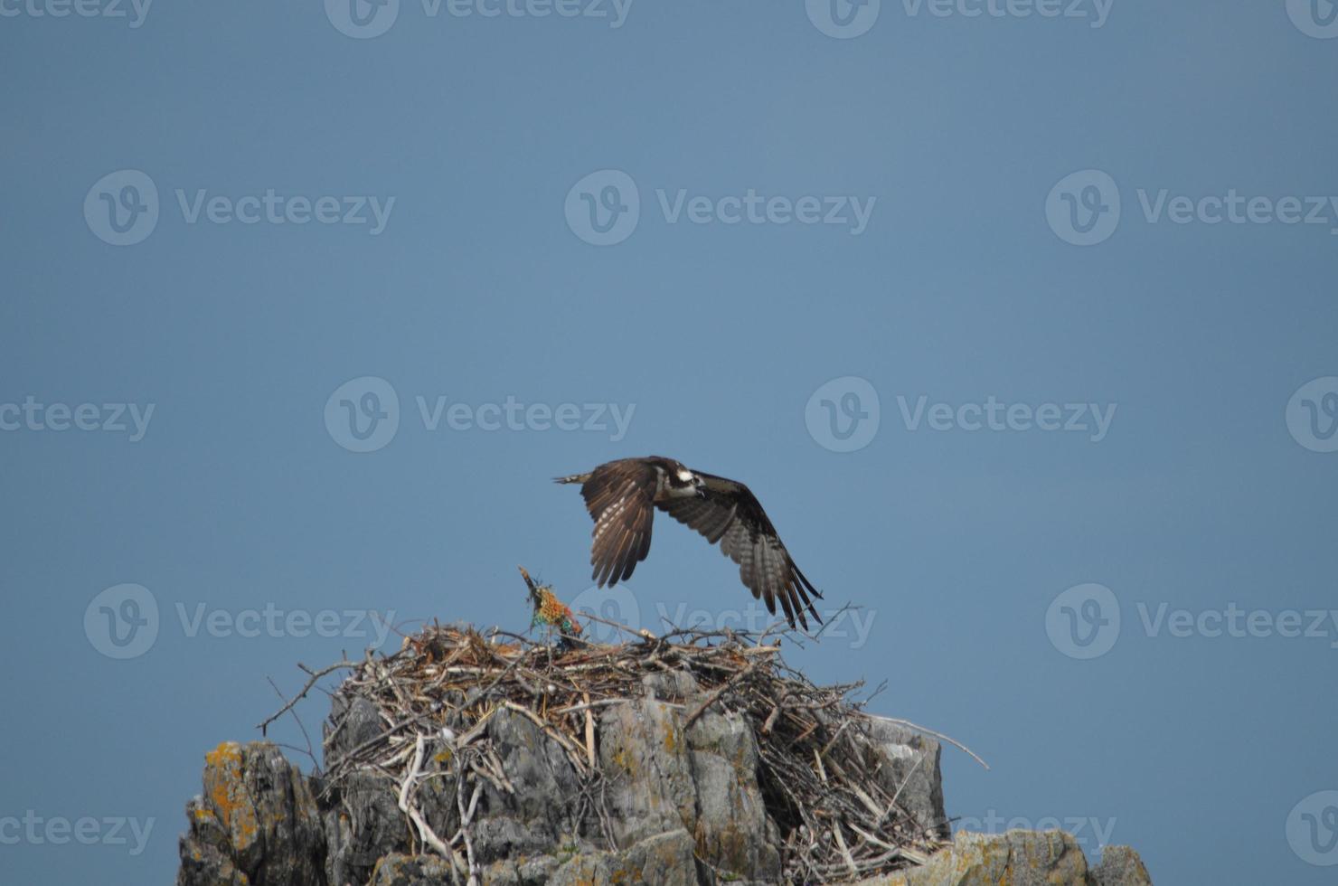 River Hawk Hovering Over a Nest photo