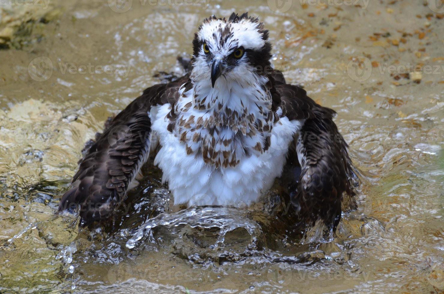 Osprey Splashing in Water photo