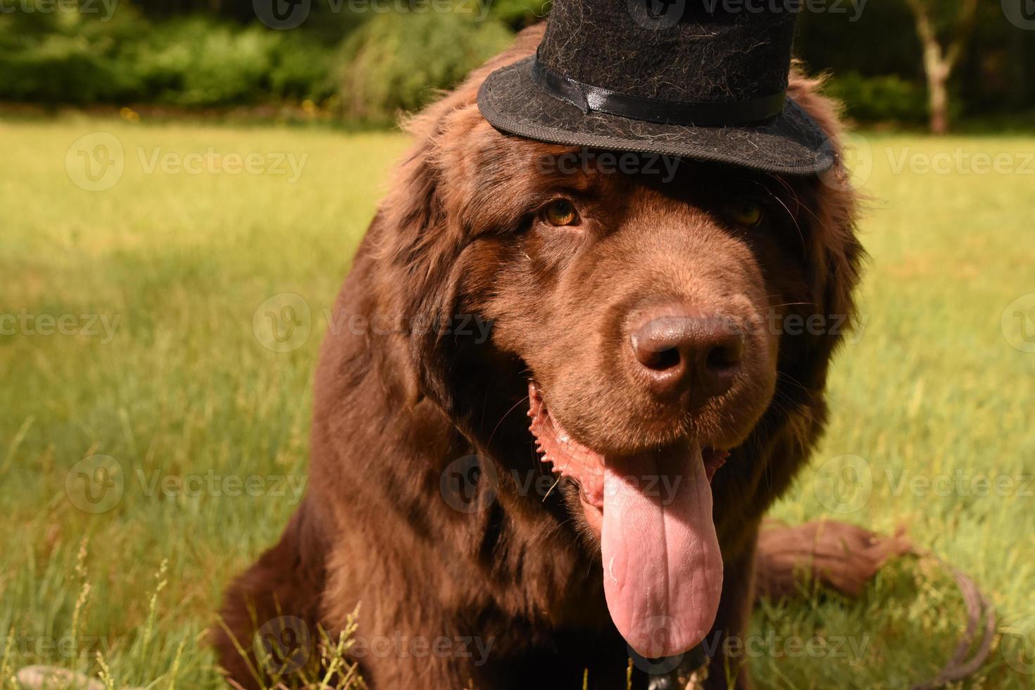 perro terranova marrón con sombrero de copa foto