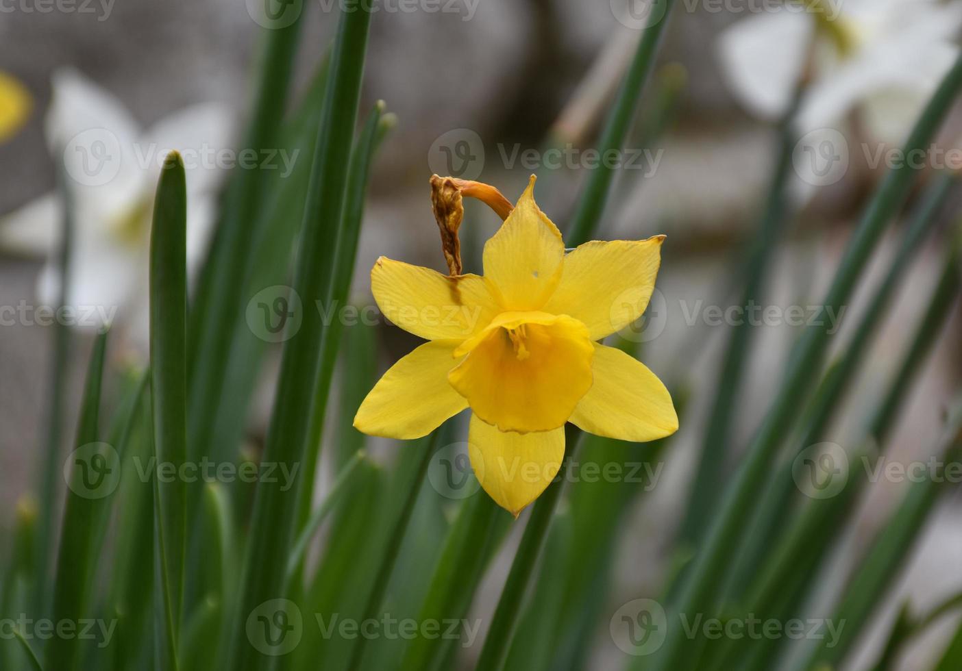 Flowering Yellow Daffodil Blossom in the Spring photo