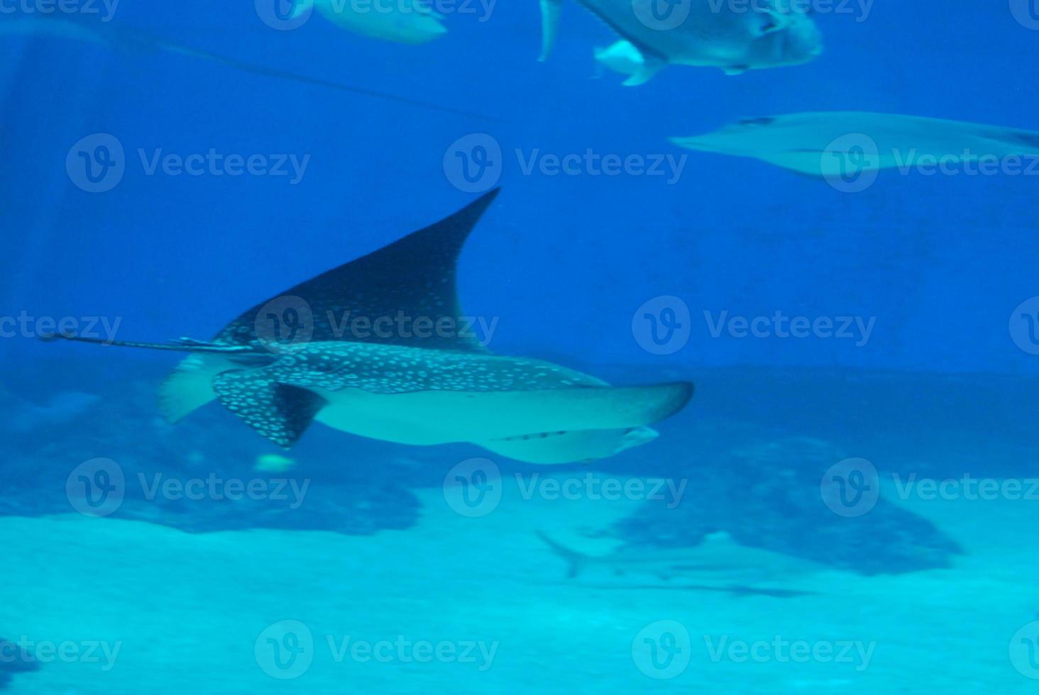 Spotted Stingray Gliding through the Aqua Blue Waters photo