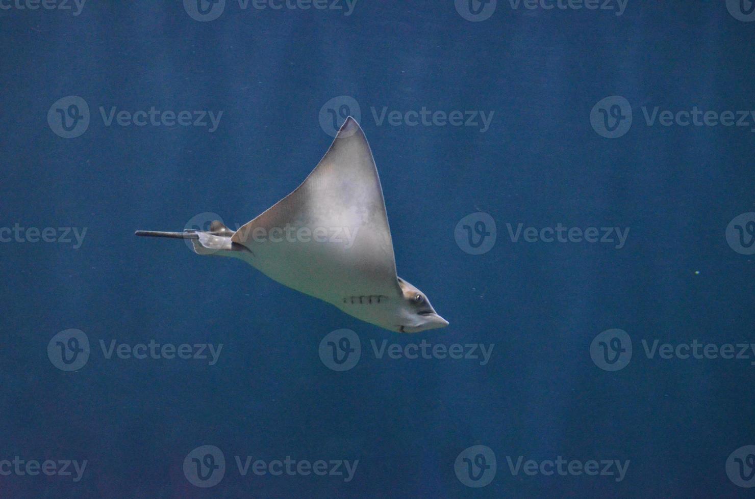 Stingray with a Short Barbed Tail Swimming Underwater photo