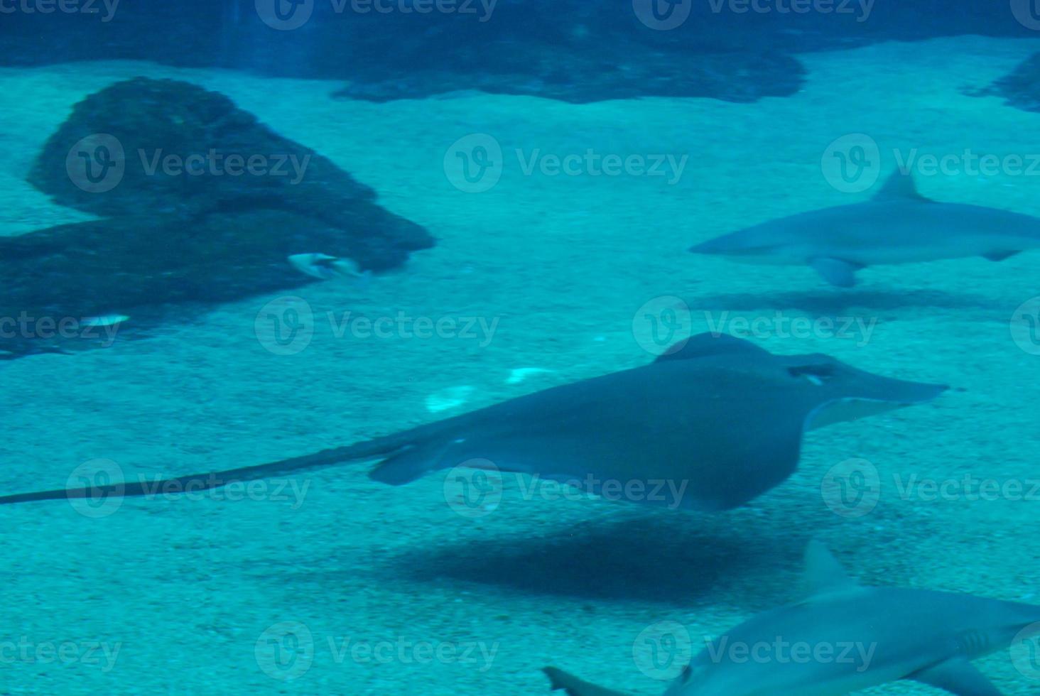 Stingrays Swimming with Sharks Along the Sandy Ocean Floor photo