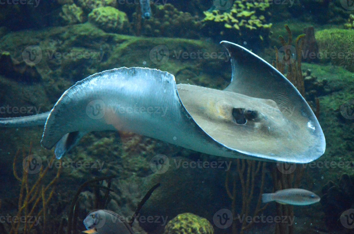 Coral Reef with a Stingray Moving Underwater photo