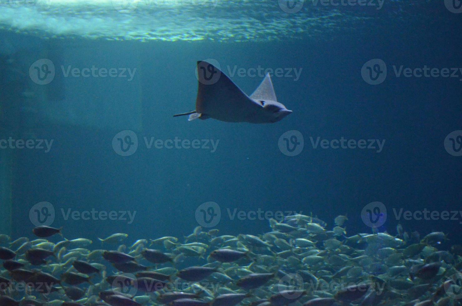 Stingray Swimming Above a School of Fish photo