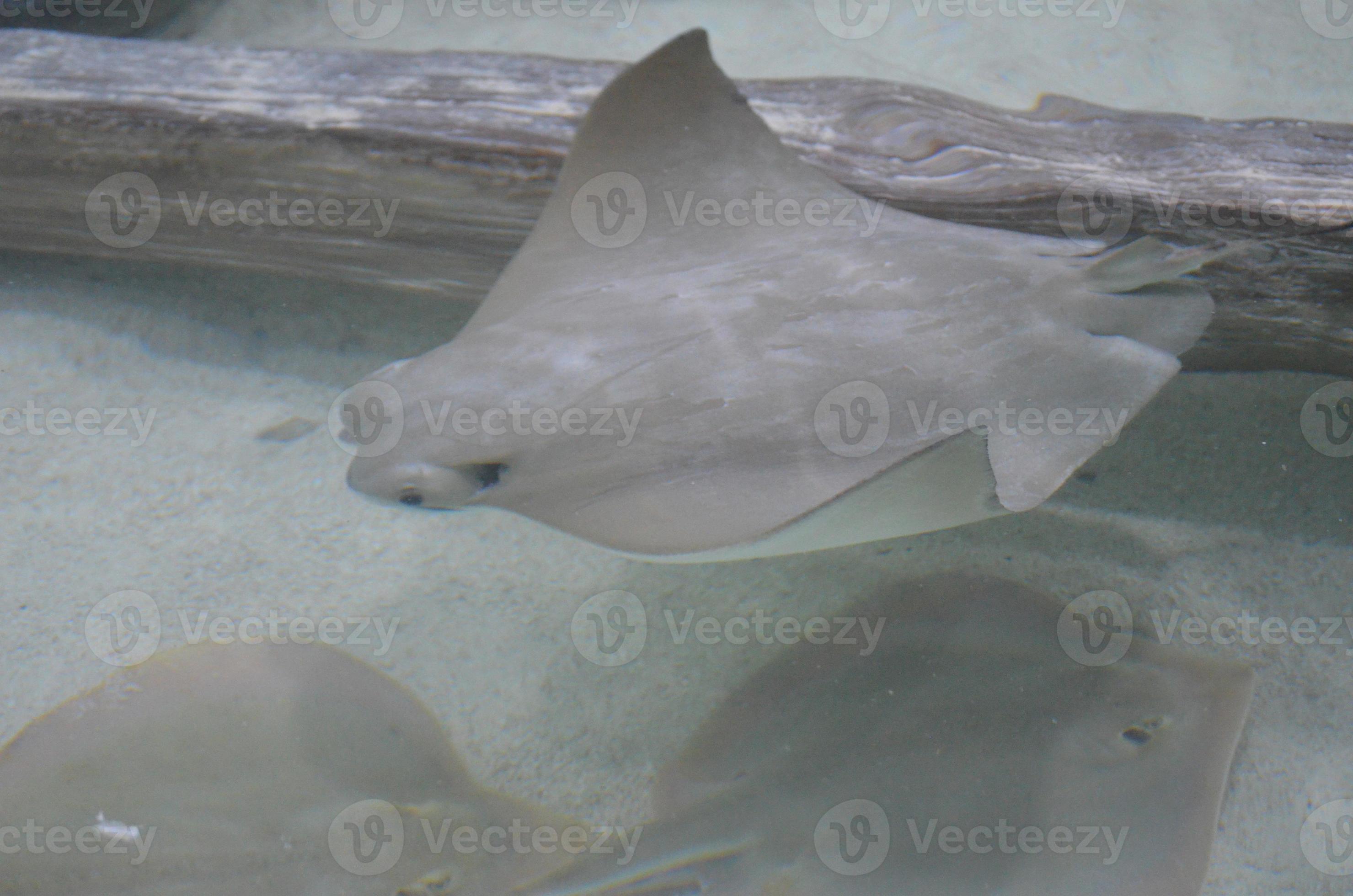 Group of Swimming Stingrays on the Ocean Floor 9595328 Stock Photo at