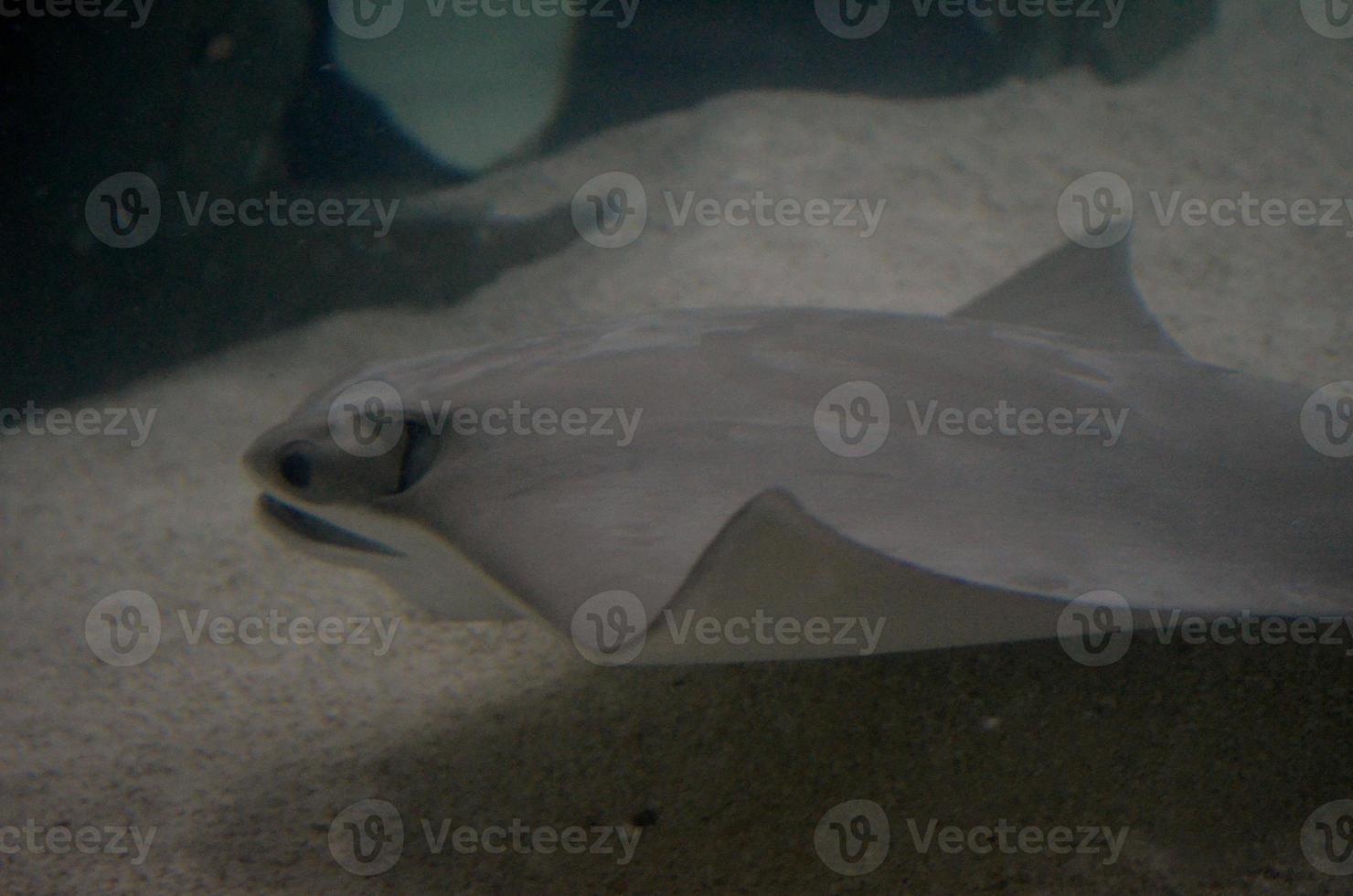 Stingray Following Along the Ocean Floor photo