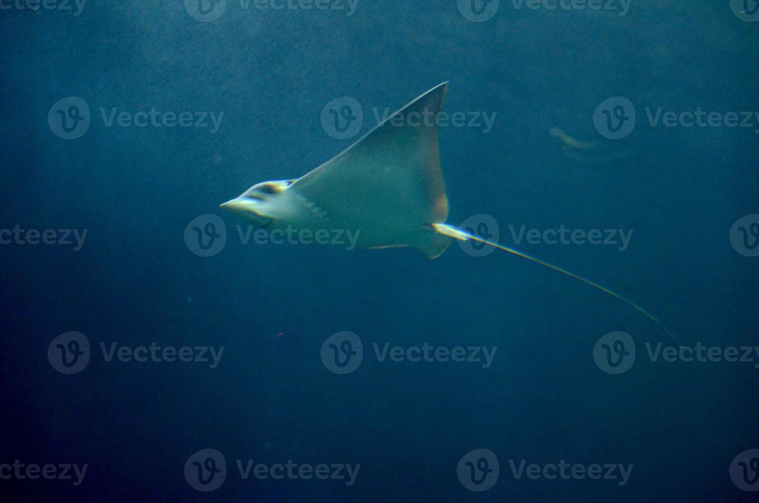 Gliding Ray Moving Under The Ocean's Depths photo