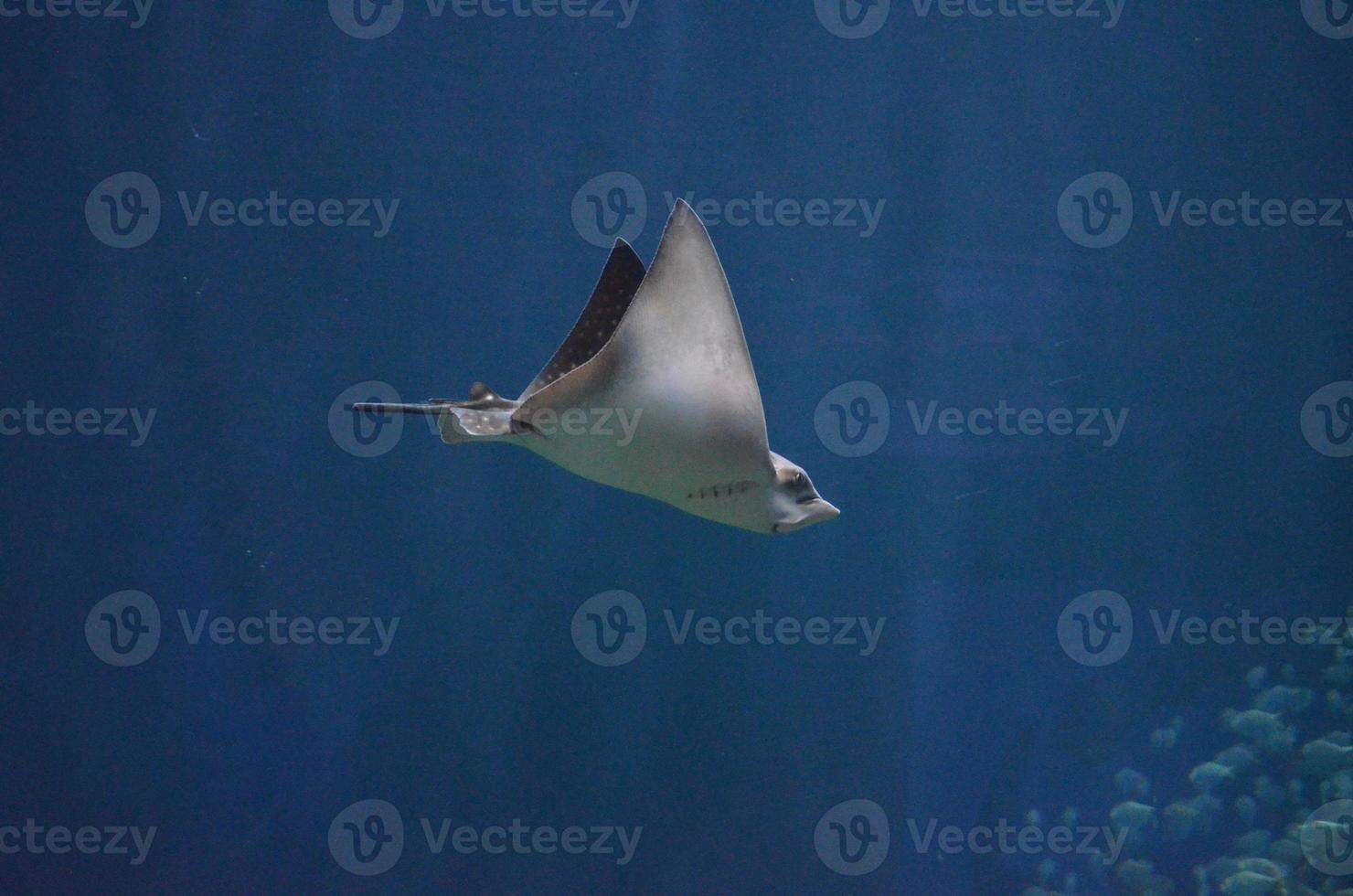 Stingray with a Short Stinger Moving Along Underwater photo