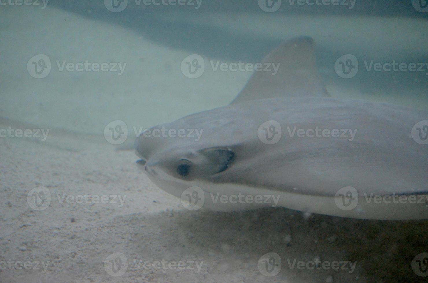 Stingray Gliding Along the Sandy Ocean Floor photo