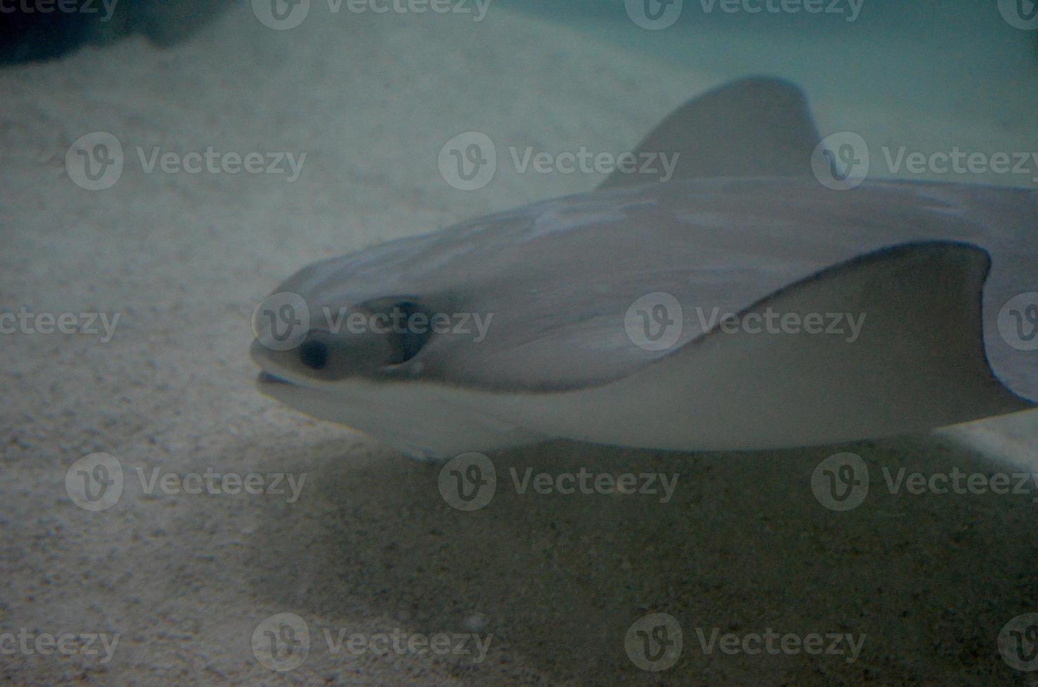 Gray Stingray on the Ocean Floor with Sand photo