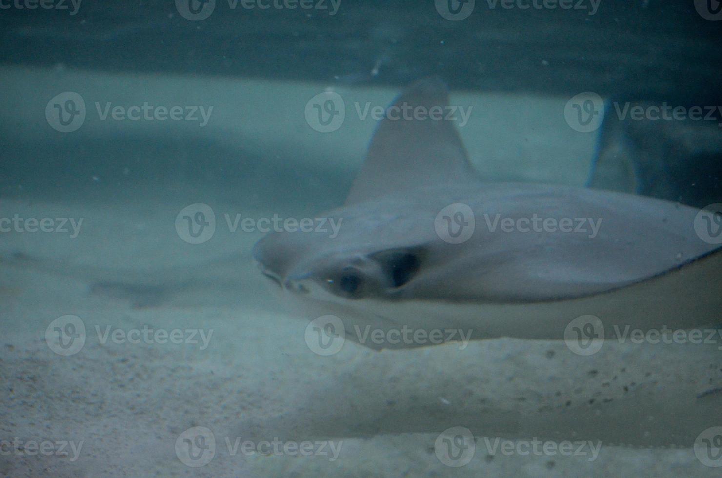 Solid Gray Stingray on the Sand Ocean Floor photo