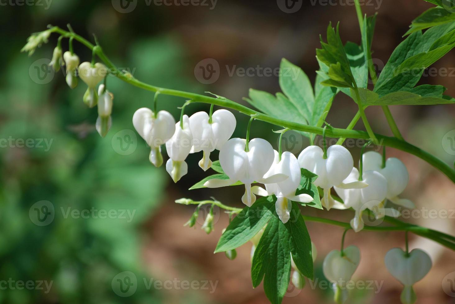 Flowering White Bleeding Heart Plant photo
