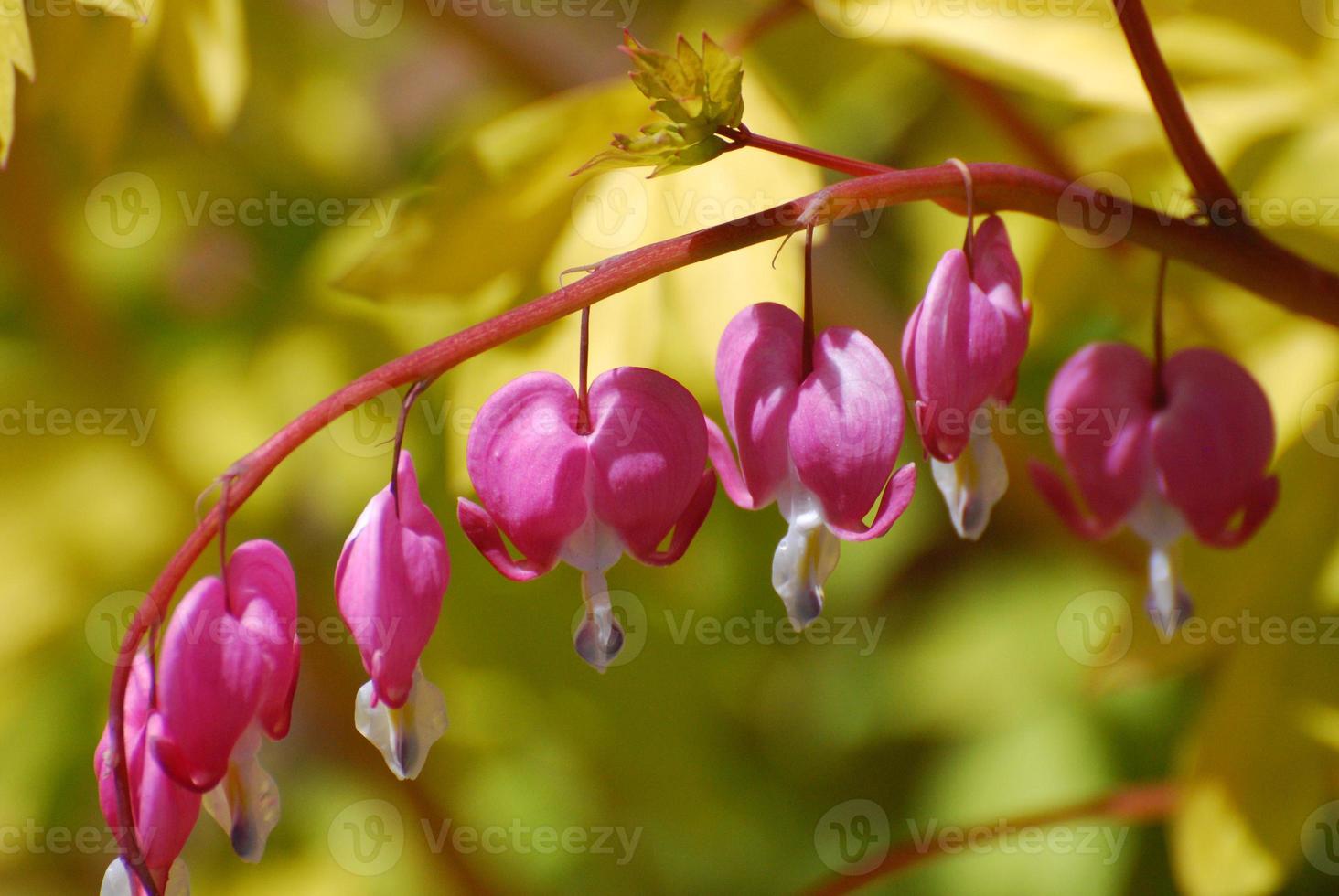 Flowering Pink Bleeding Heart photo
