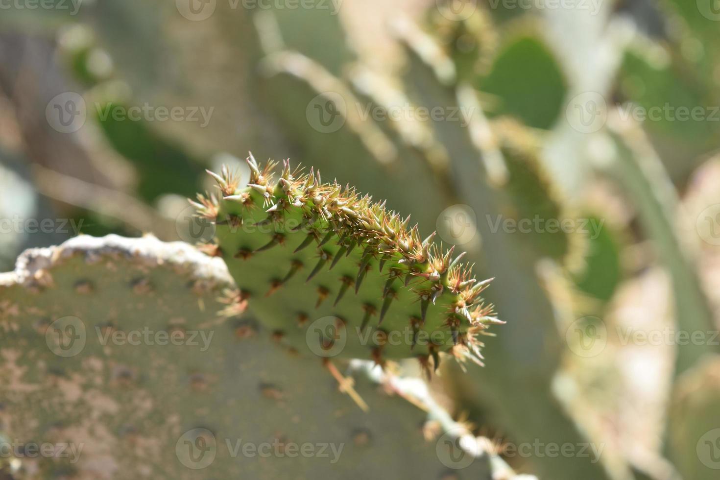 Fantastic Up Close Look a the Points of a Cactus photo