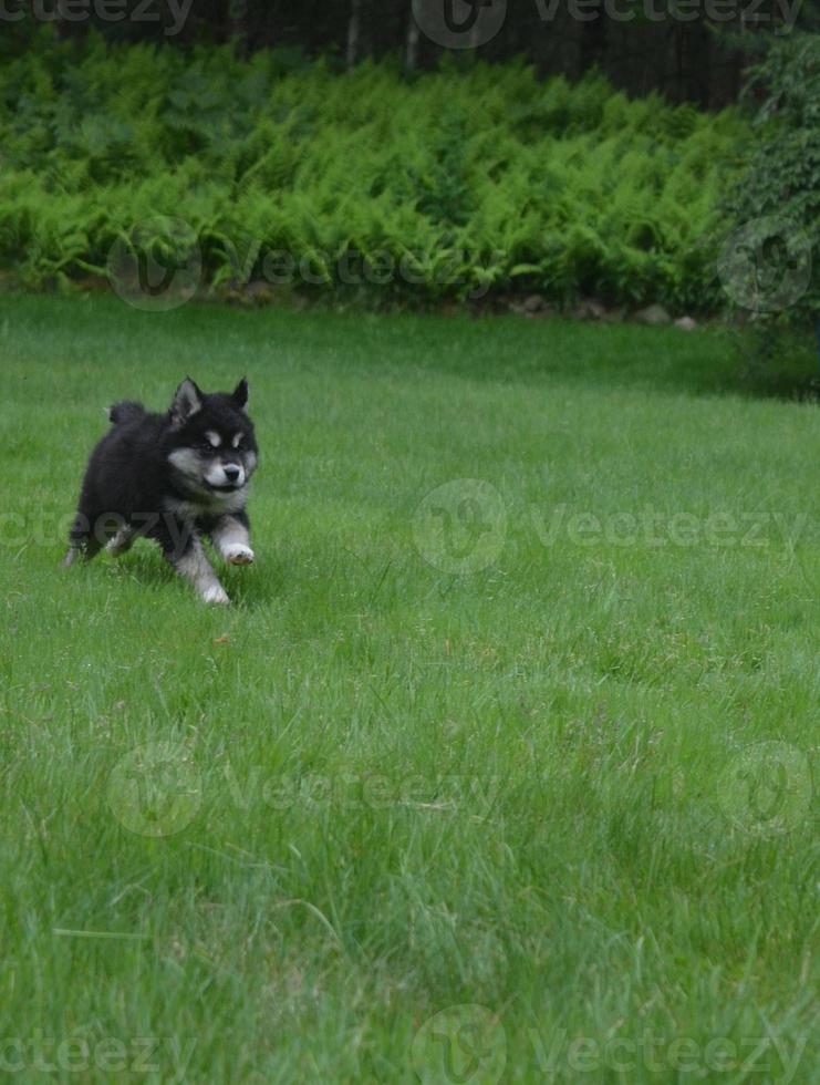 Cachorro alusky muy dulce corriendo en hierba verde foto