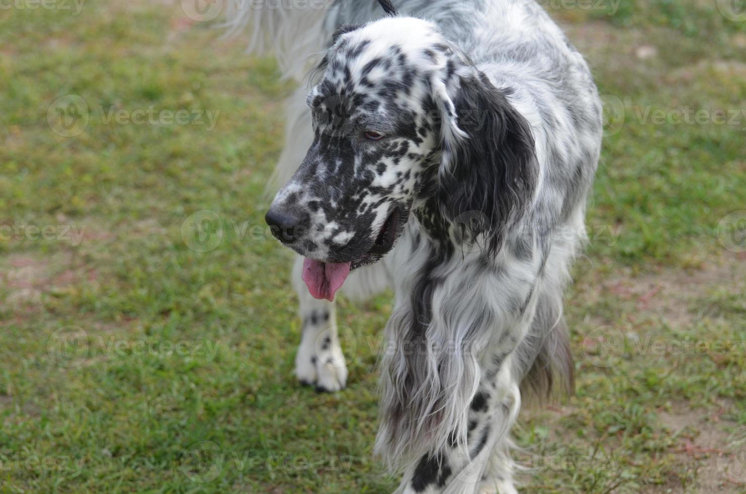 Pink Tongue Sticking Out of an English Setter Dog photo