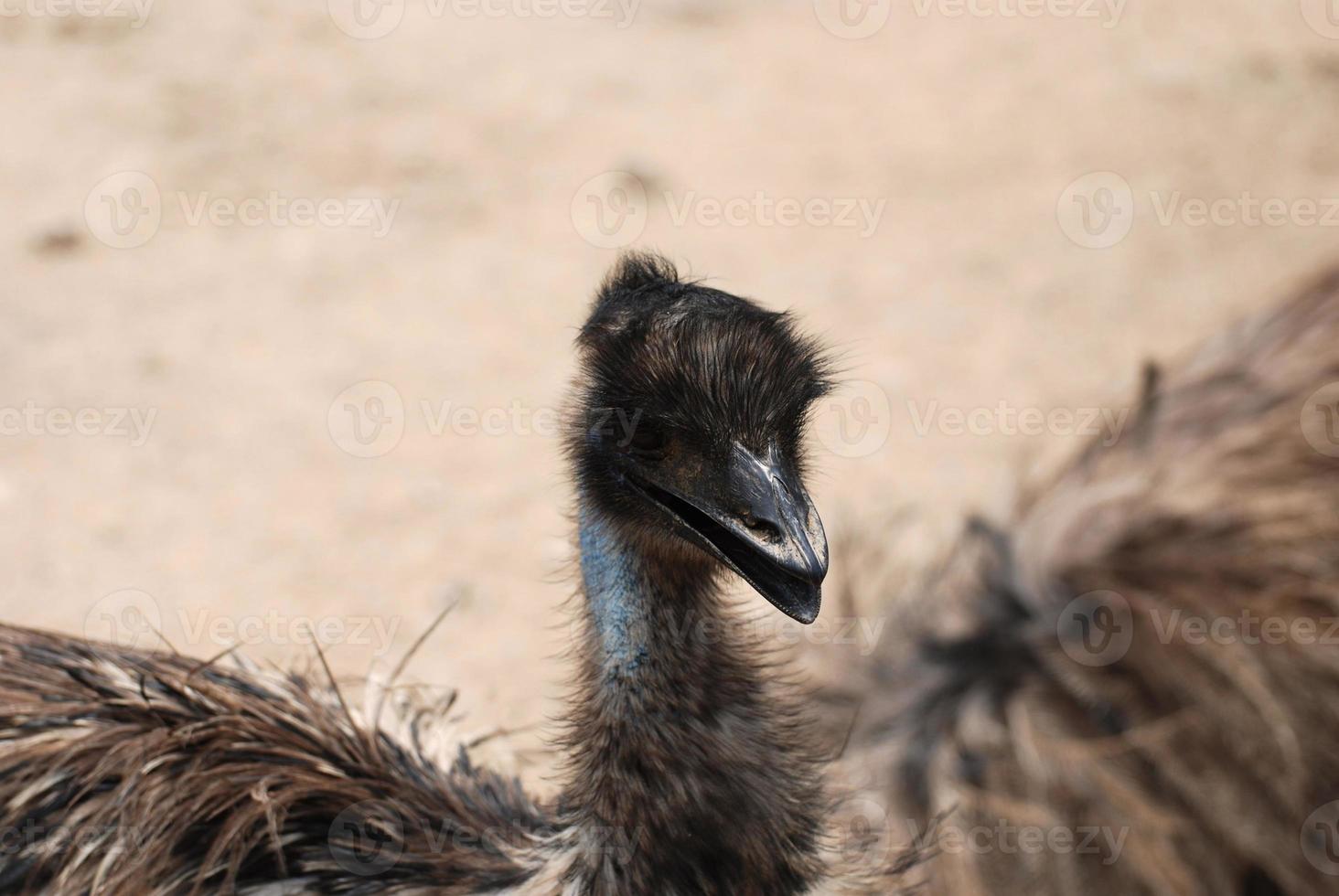 Emu With His Wings Extended Out photo