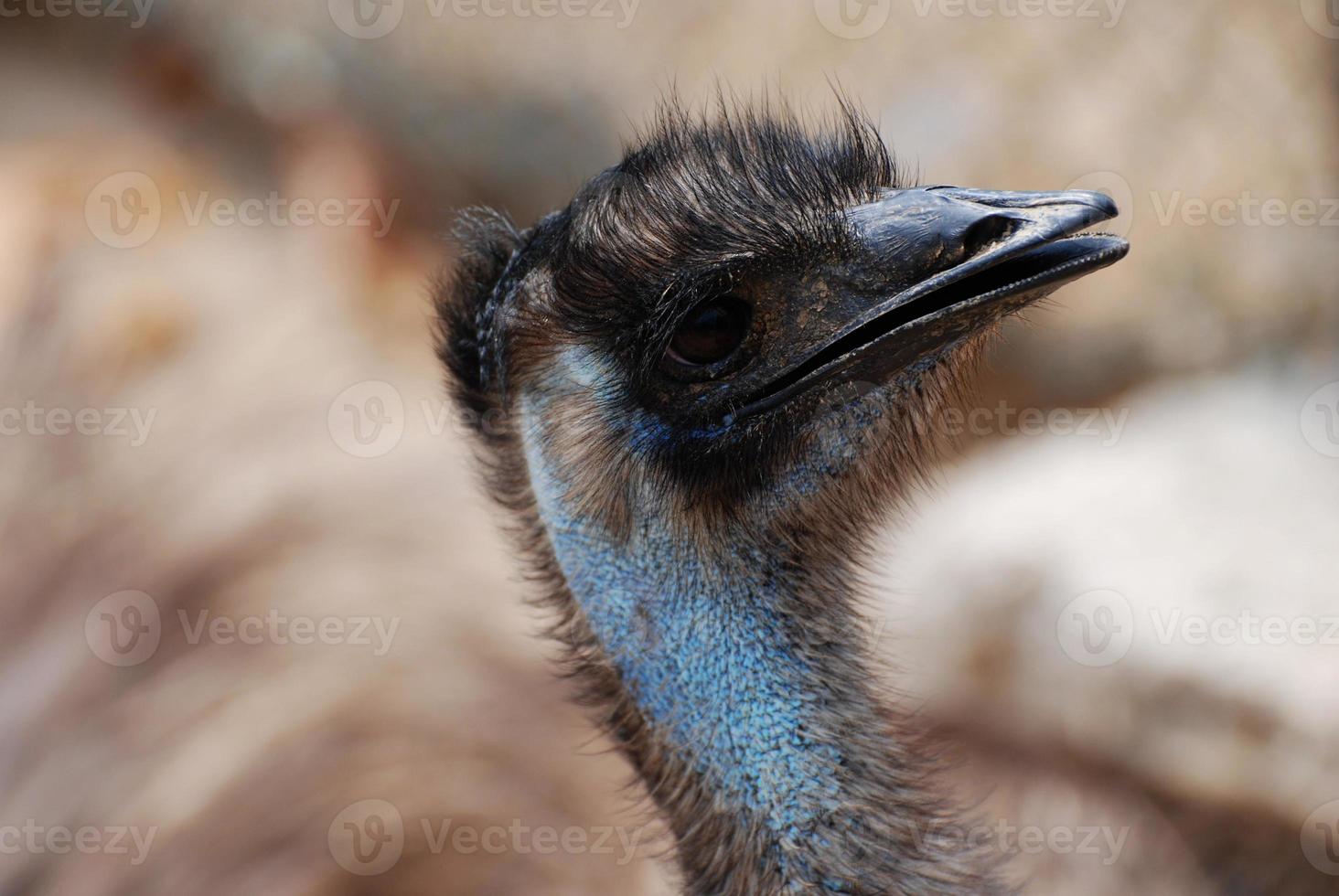 Face of a Blue Emu with Black Feathers photo
