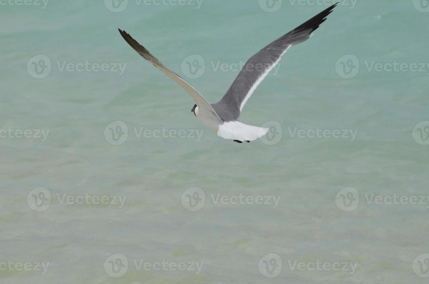 Laughing Gull Flying Away Over Carribean Waters photo